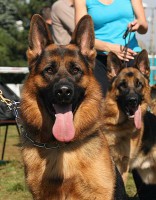 /album/fotogaleria/haribal-xantos-hlava-jpg/