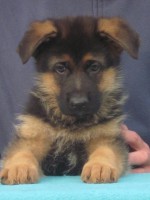 /album/fotogaleria-7-weeks-3-days/adonis-jpg/