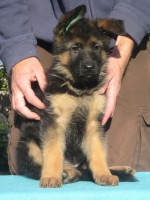 /album/fotogaleria-7-weeks-3-days/amanda-jpg/