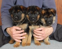 /album/fotogaleria1/dscn1560-jpg/