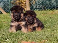 /album/a4-weeks/dscn4182-jpg/