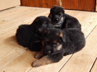 /album/a4-weeks1/dscn6811-jpg/