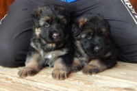 /album/a4-tyzdne-4-weeks1/fenky3-jpg/