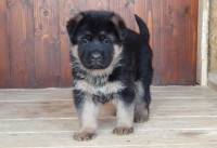 /album/a4-tyzdne-4-weeks1/psik5-jpg/