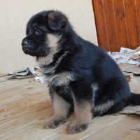 /album/a4-tyzdne-4-weeks1/psik6-jpg/