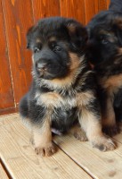 /album/a4-tyzdne-4-weeks1/psik2-jpg/