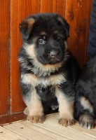 /album/a4-tyzdne-4-weeks1/psik3-jpg/