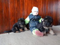 /album/puppies/amalka3-jpg/