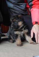 /album/puppies/gigf-jpg/