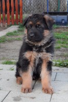 /album/puppies/dscn2113-jpg/