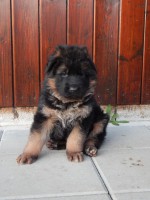 /album/puppies/dscn2132-jpg/