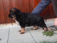 /album/puppies/dscn2133-jpg/